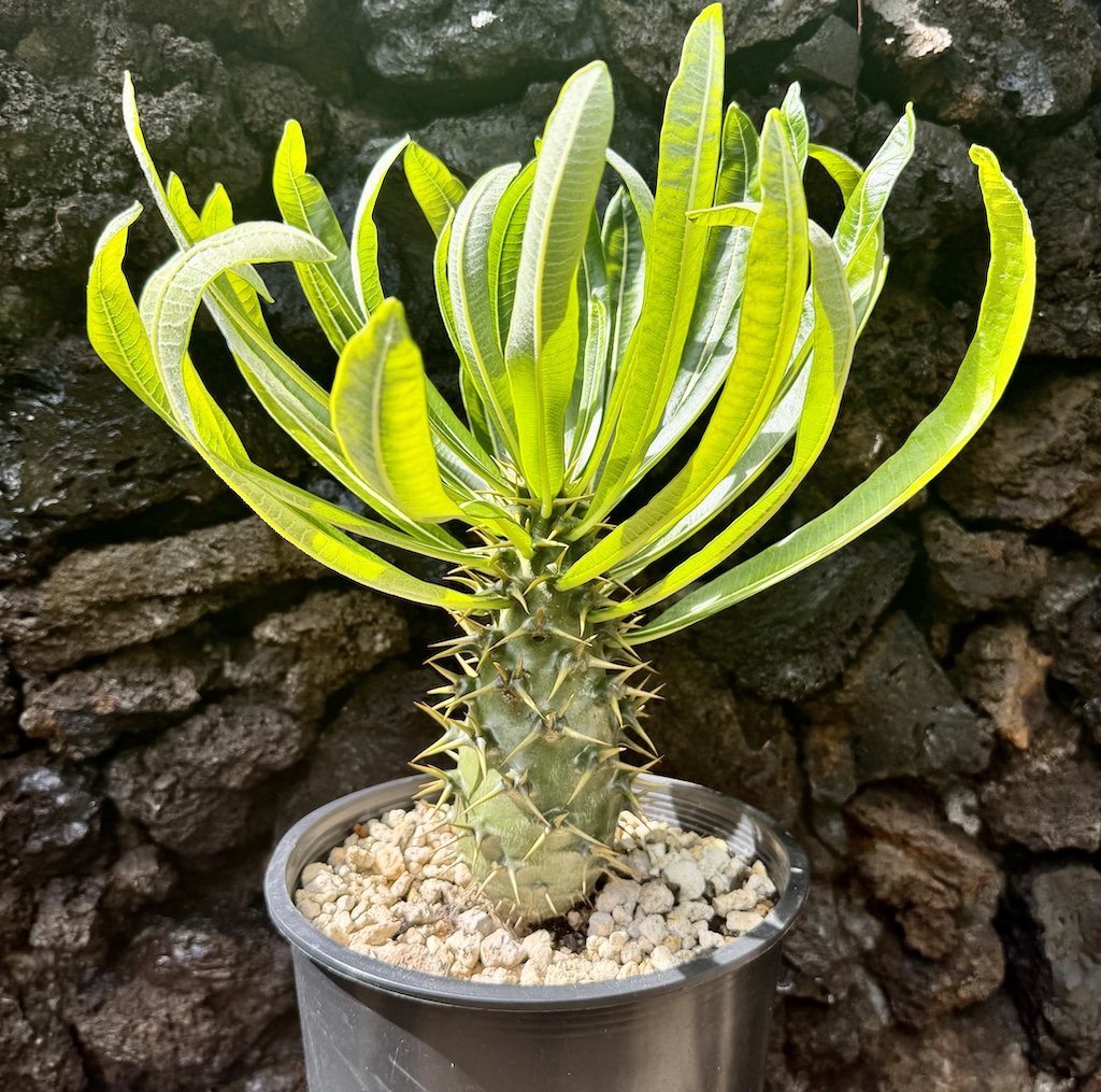 F452 Pachypodium ambongense パキポディウム・アンボンゲンセ 実生3株
